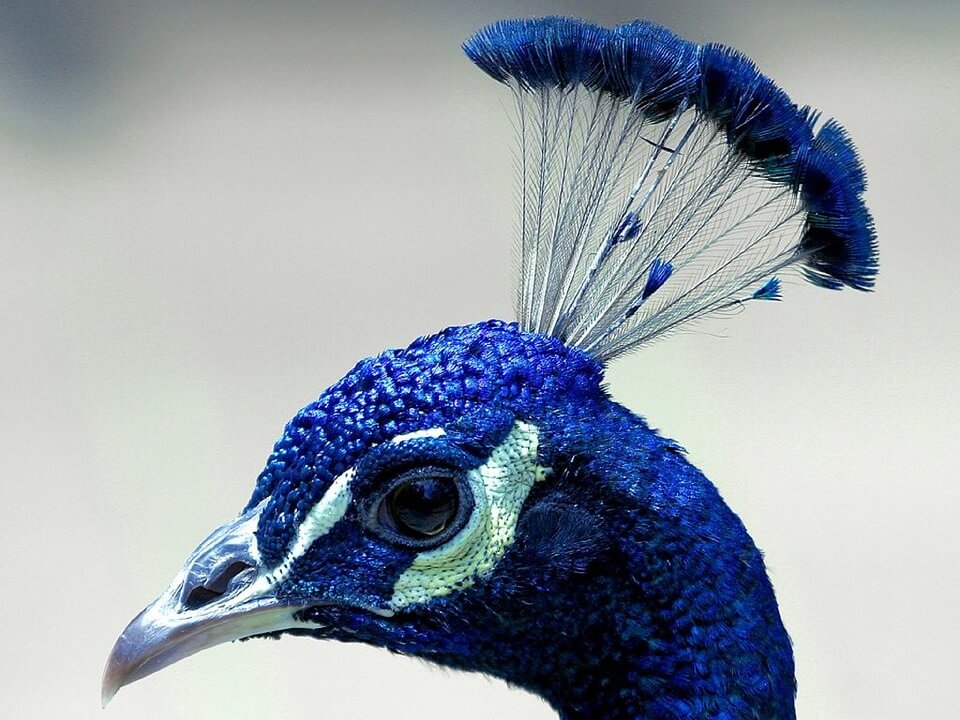 peacock-1393082_960_720